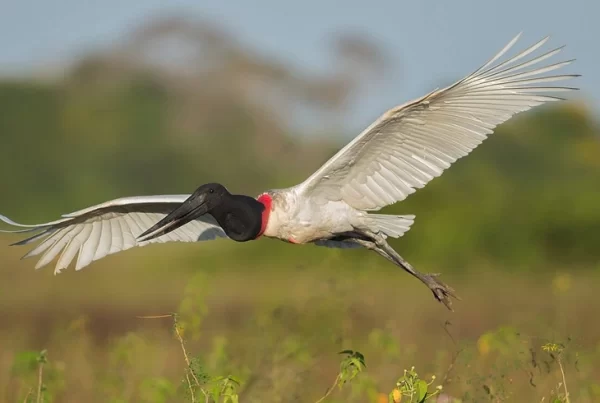 SOS PANTANAL Tuiuiú