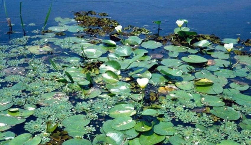 SOS PANTANAL Plantas aquáticas do Pantanal