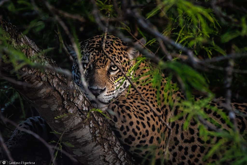 Expedição Pantanal 2019 - SOS Pantanal