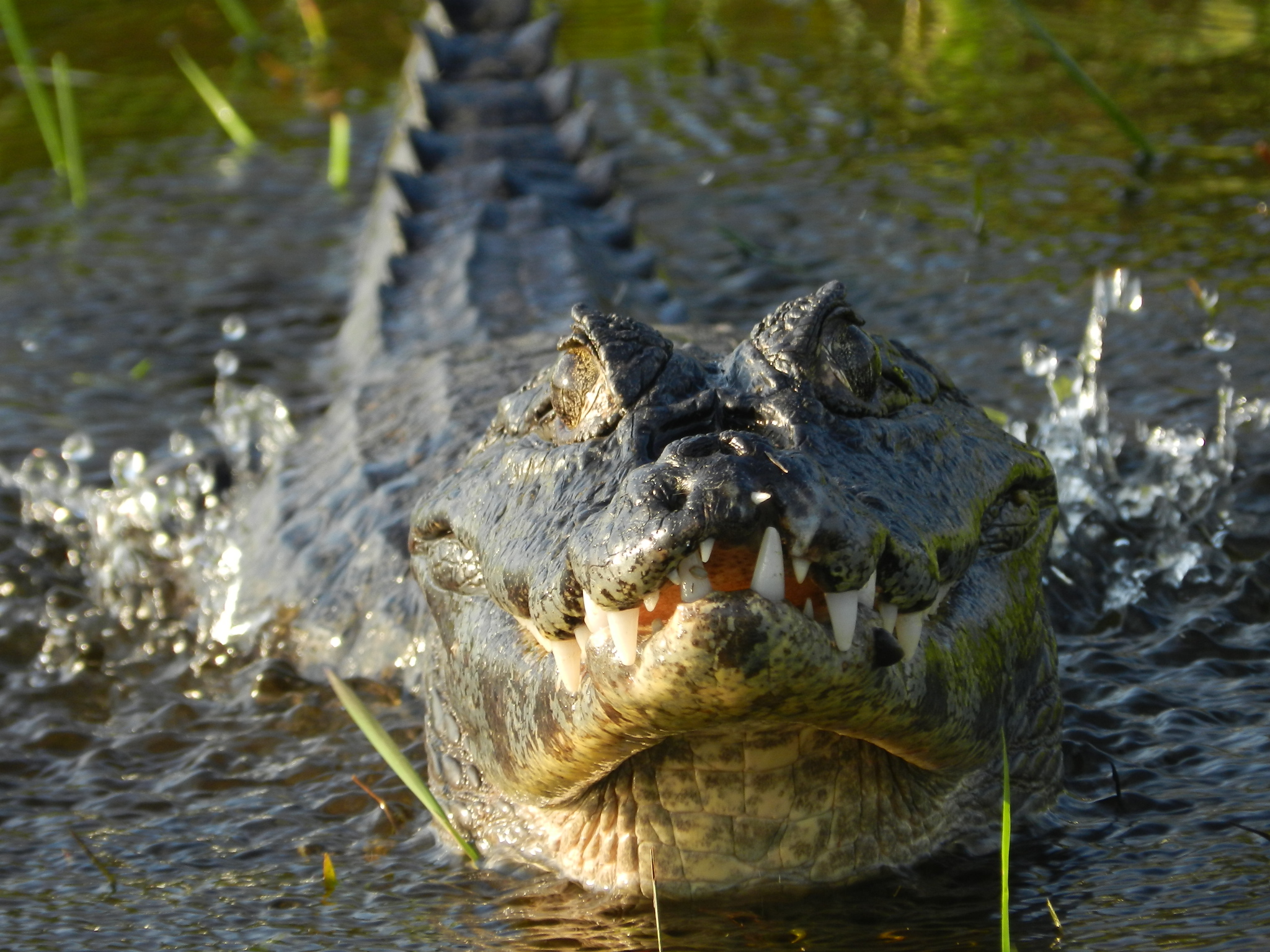 ConheÇa 10 Animais IcÔnicos Do Pantanal Território Secreto