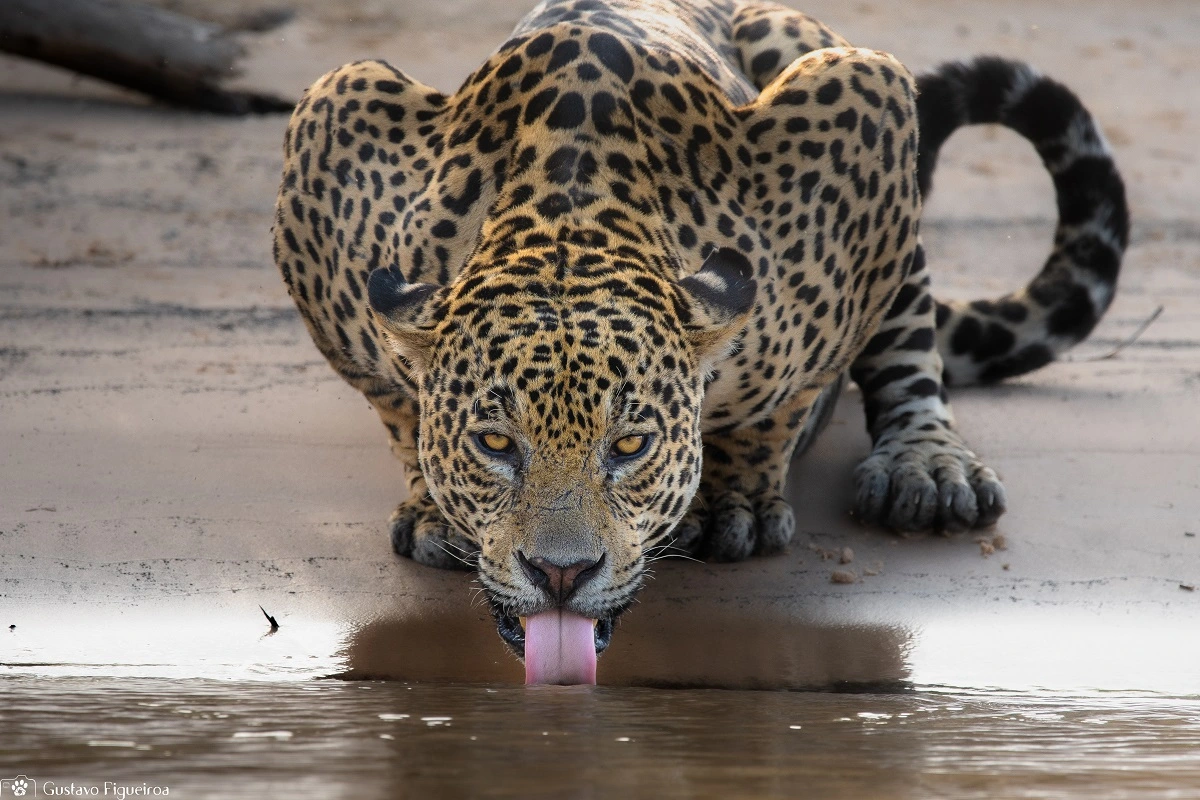 SOS PANTANAL Onça-pintada: a rainha do Pantanal