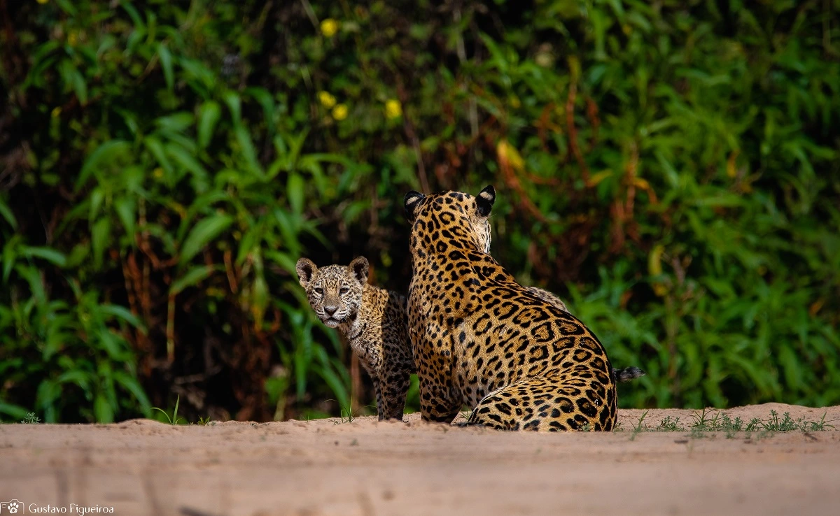 SOS PANTANAL Onça-pintada: a rainha do Pantanal