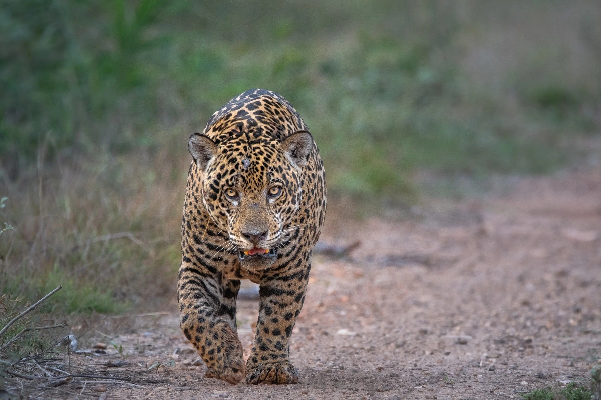 SOS PANTANAL Onça-pintada: a rainha do Pantanal