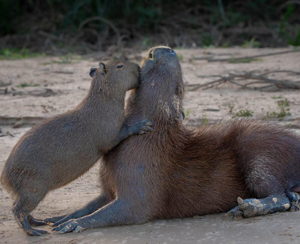 Capivara filhote e pai (1 de 1)