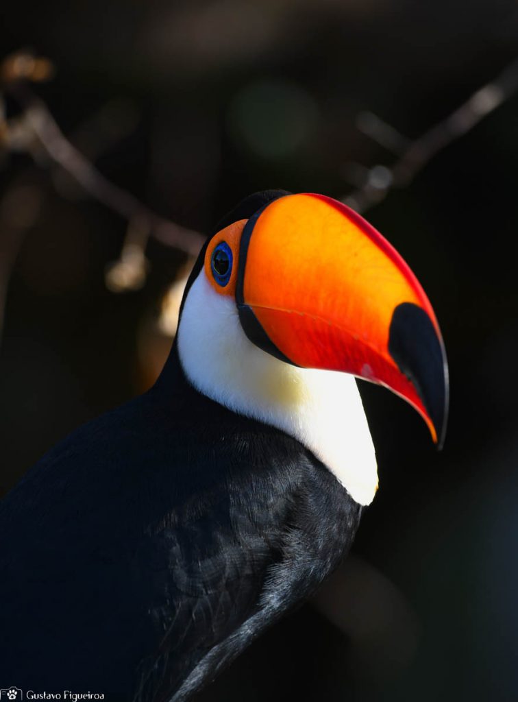 Tucano1
