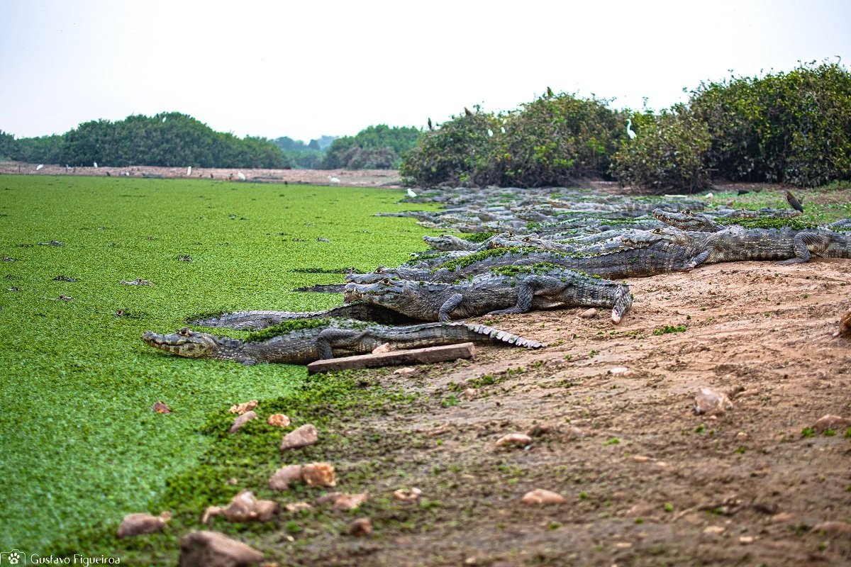 SOS PANTANAL Conheça o jacaré-do-Pantanal, espécie emblemática do Pantanal