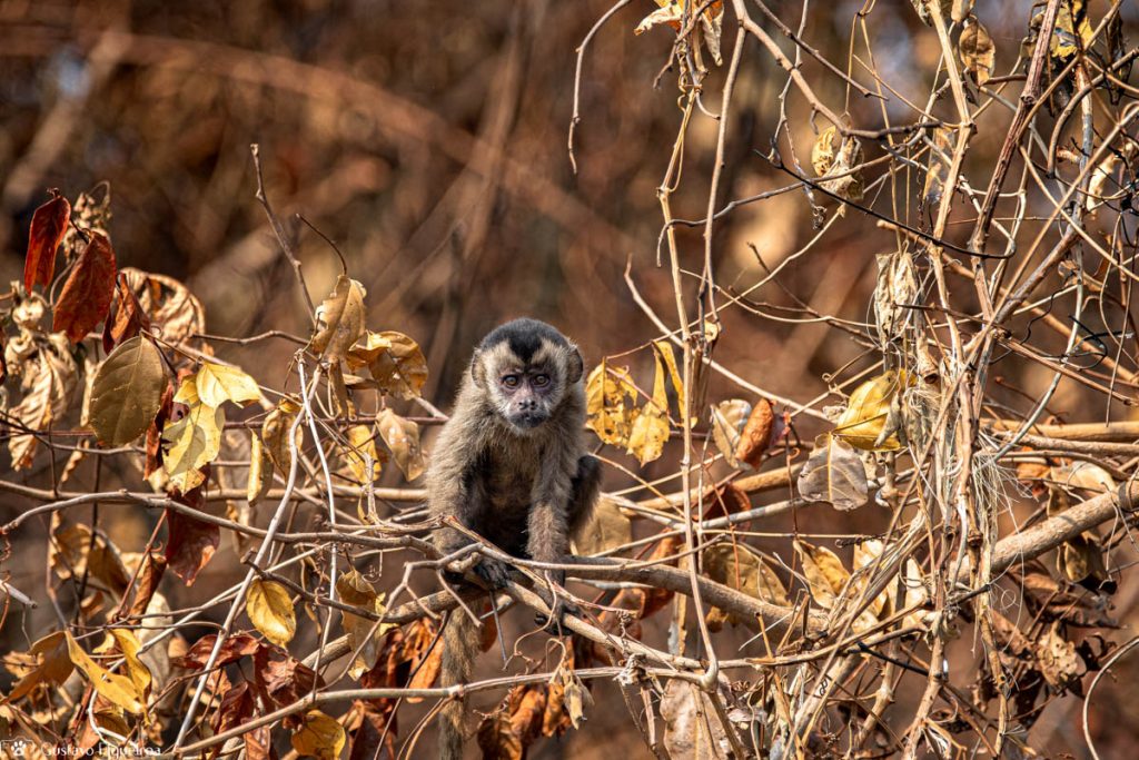 macaco prego 2 (1 de 1)