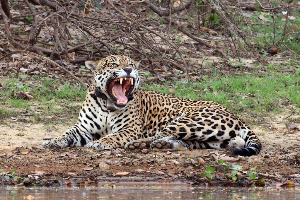 panthera-onca