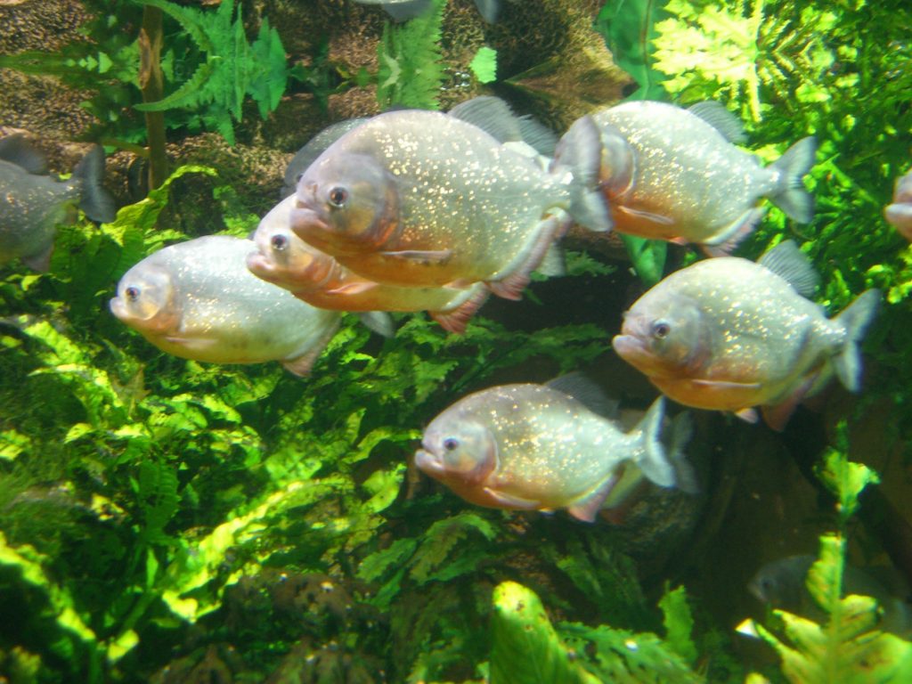 piranha