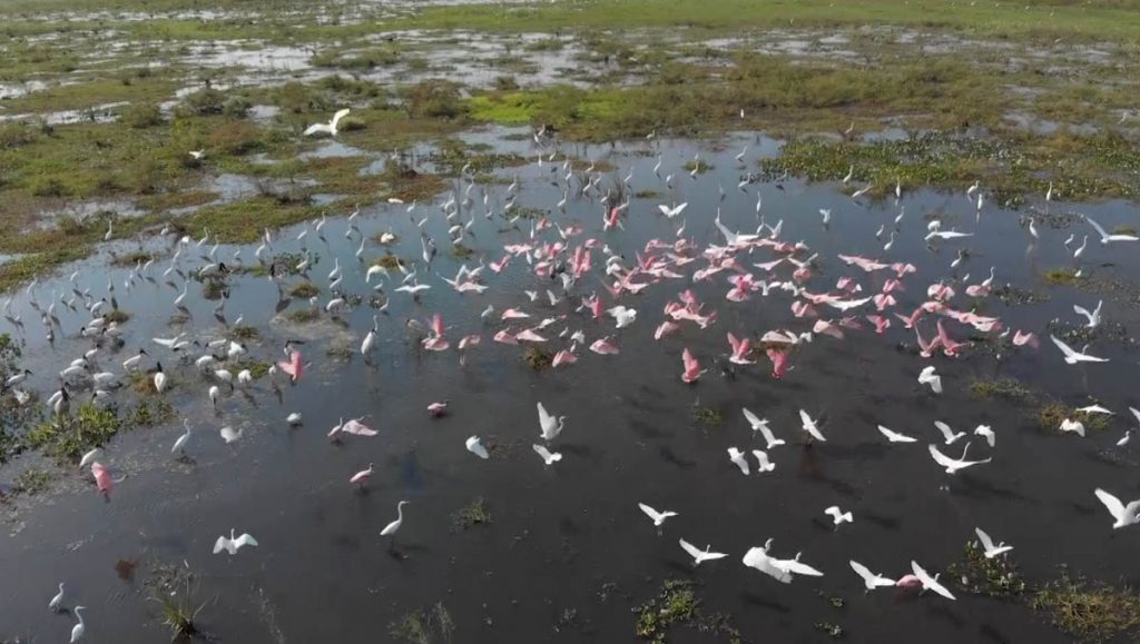 revoada de aves