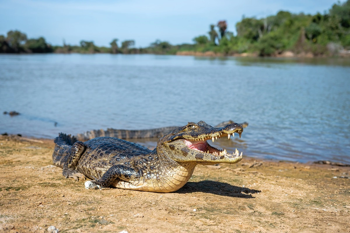 SOS PANTANAL Conheça o jacaré-do-Pantanal, espécie emblemática do Pantanal