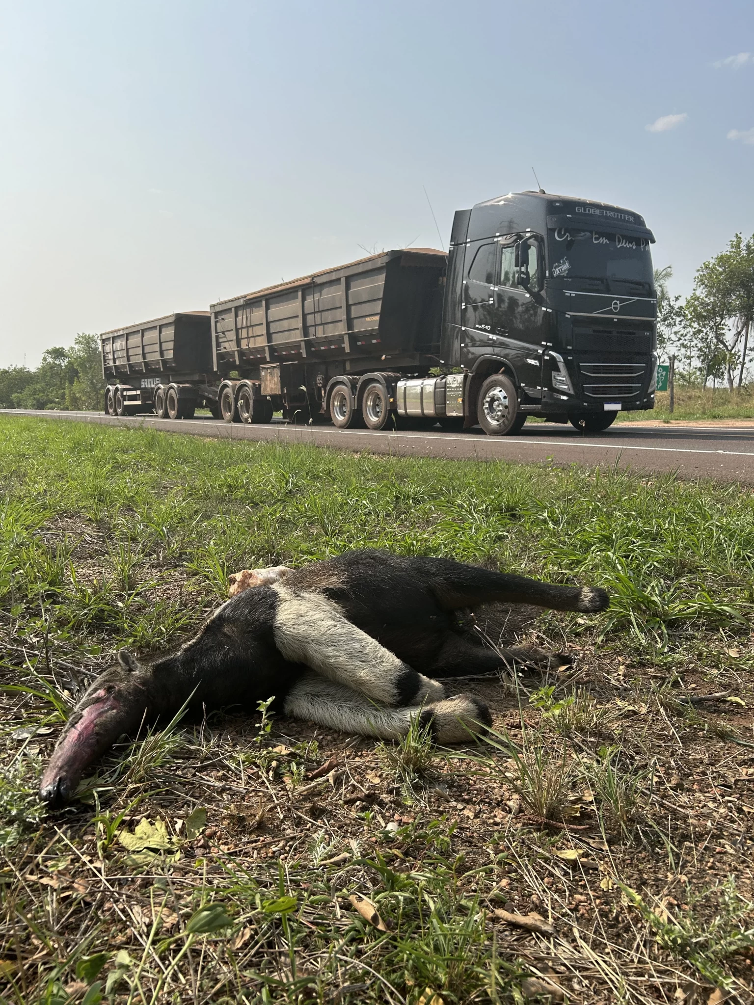 SOS PANTANAL Tamanduá-bandeira: saiba tudo sobre esta espécie que hoje é ameaçada de extinção