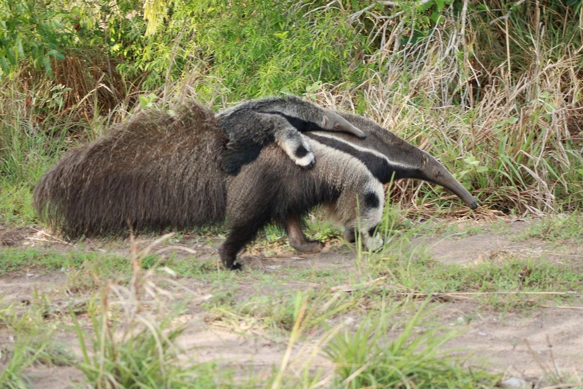 SOS PANTANAL Tamanduá-bandeira: saiba tudo sobre esta espécie que hoje é ameaçada de extinção