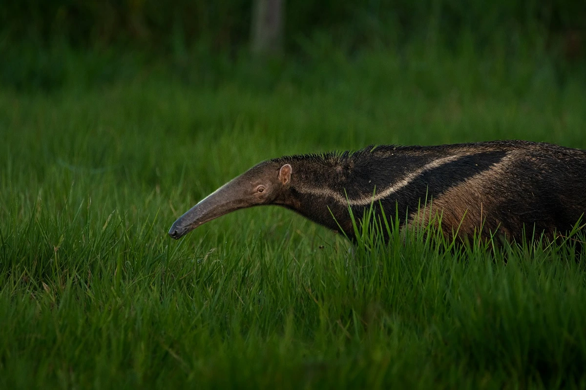 SOS PANTANAL Tamanduá-bandeira: saiba tudo sobre esta espécie que hoje é ameaçada de extinção