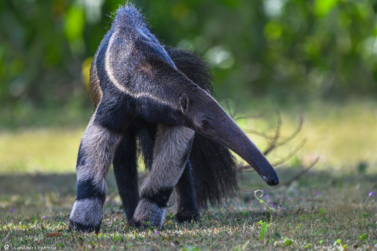 SOS PANTANAL Tamanduá-bandeira: saiba tudo sobre esta espécie que hoje é ameaçada de extinção