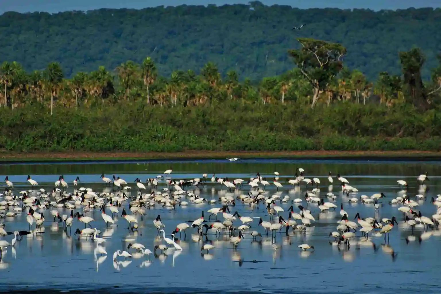 SOS PANTANAL Hidrovia Paraguai-Paraná: o que se sabe desse projeto antigo que pode decretar o fim do Pantanal?