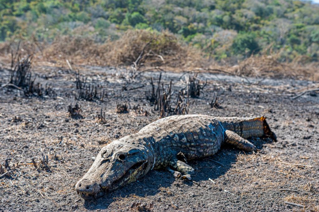 Fogo-Pantanal-Junho-24-12-de-14