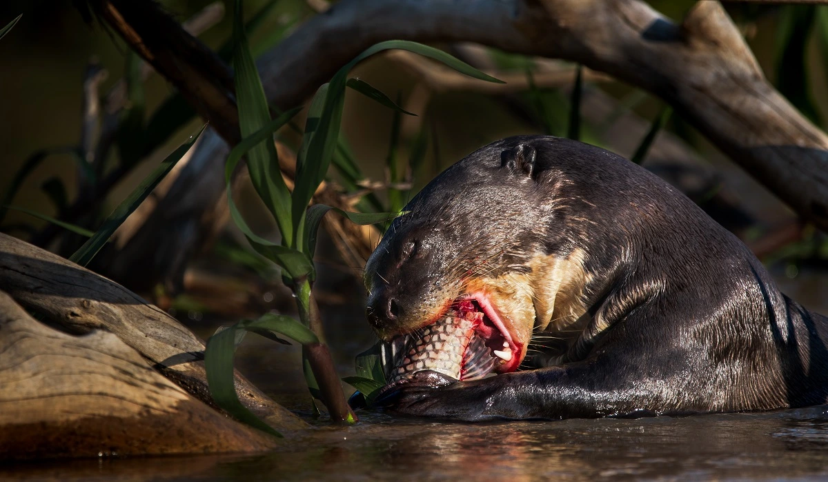 SOS PANTANAL Ariranha: conheça a maior lontra do mundo que habita o Pantanal