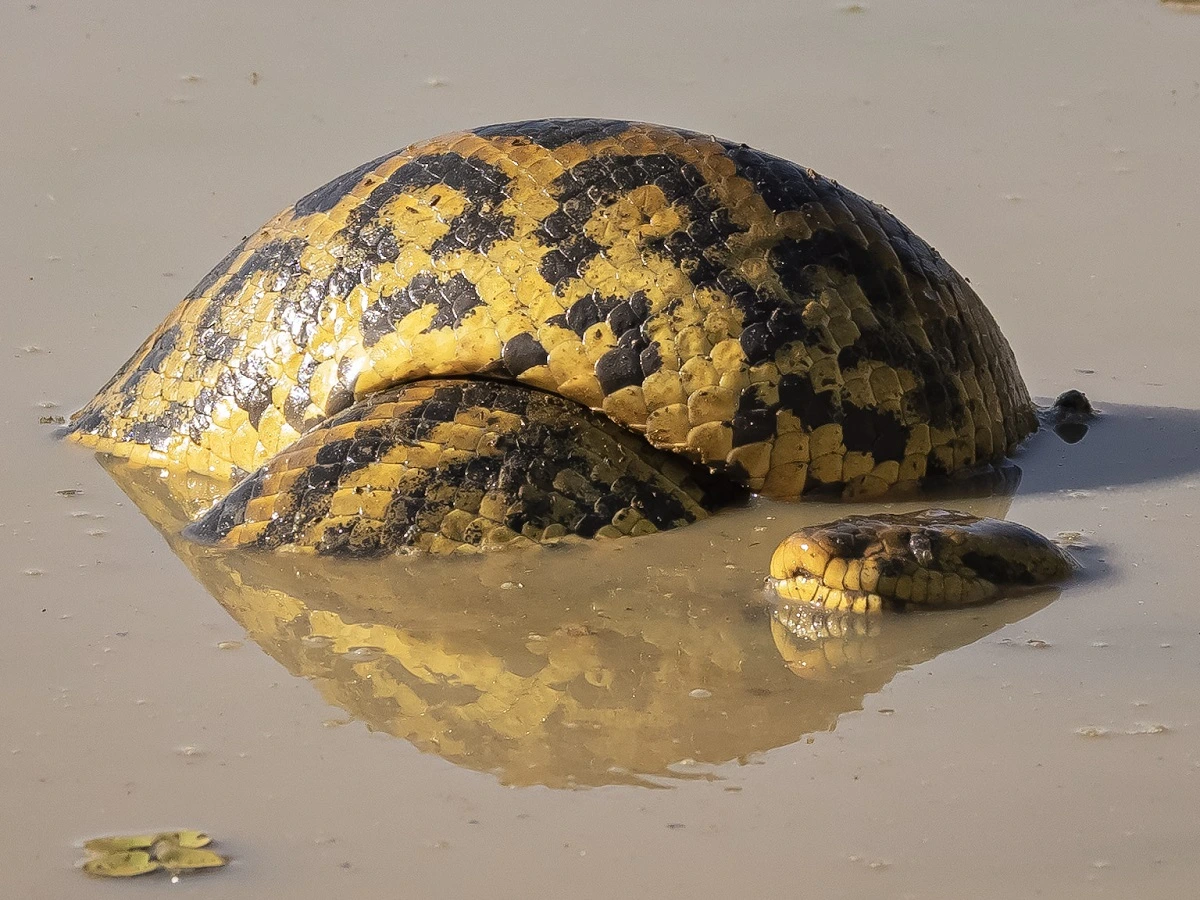 SOS PANTANAL Conheça a sucuri-amarela