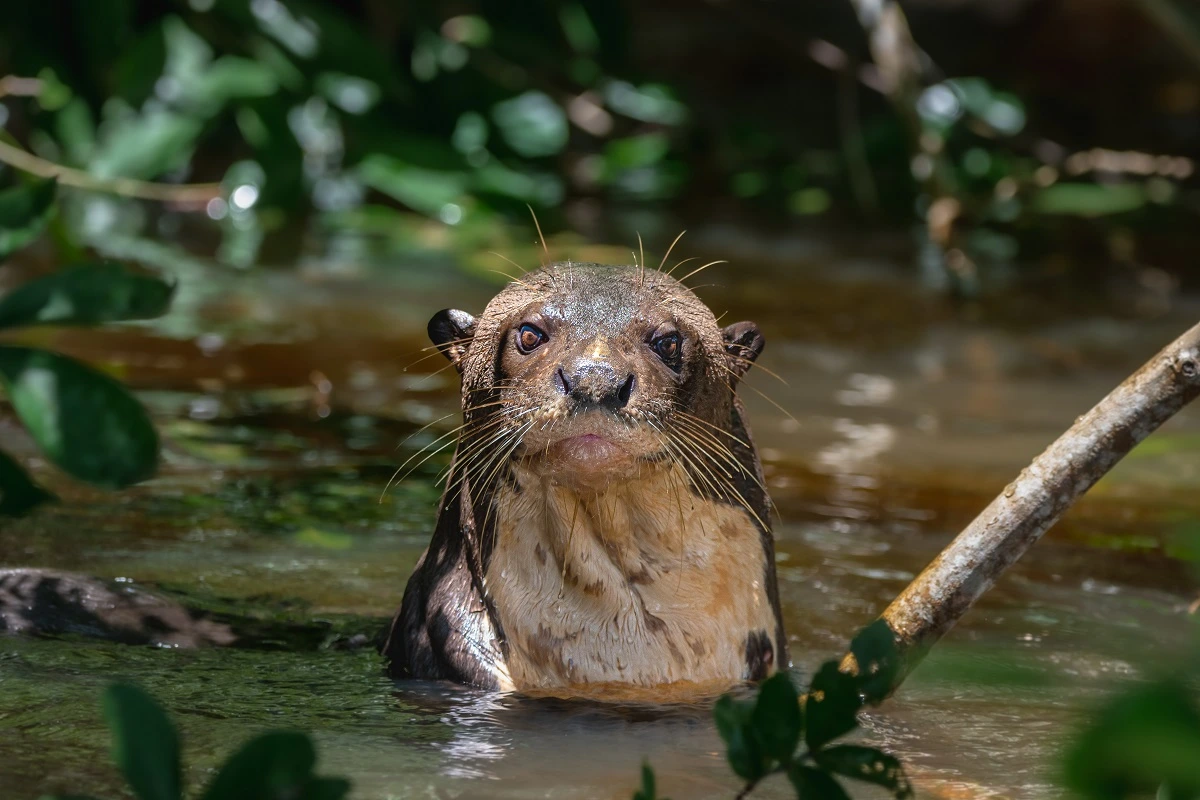 SOS PANTANAL Ariranha: conheça a maior lontra do mundo que habita o Pantanal