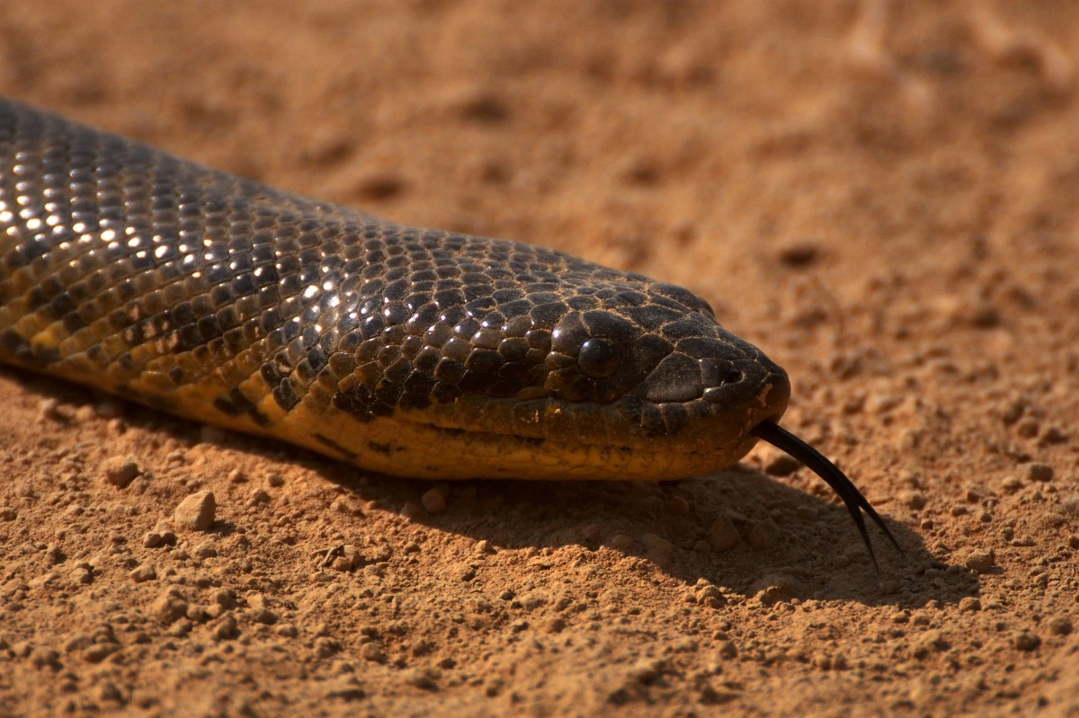 SOS PANTANAL Conheça a sucuri-amarela