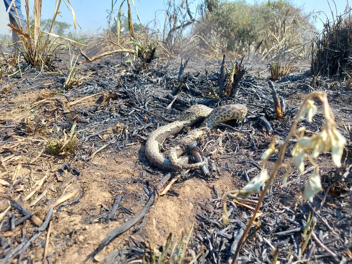 SOS PANTANAL Conheça a sucuri-amarela