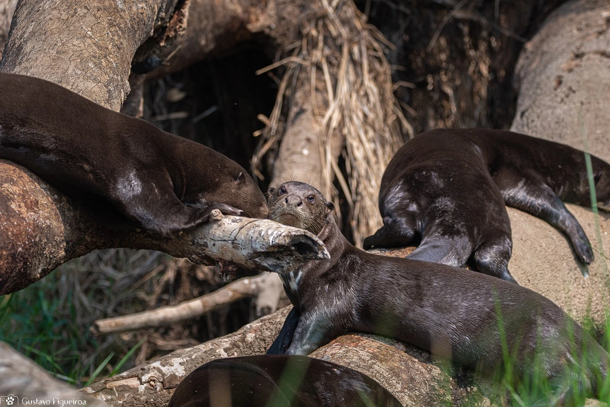 SOS PANTANAL Ariranha: conheça a maior lontra do mundo que habita o Pantanal