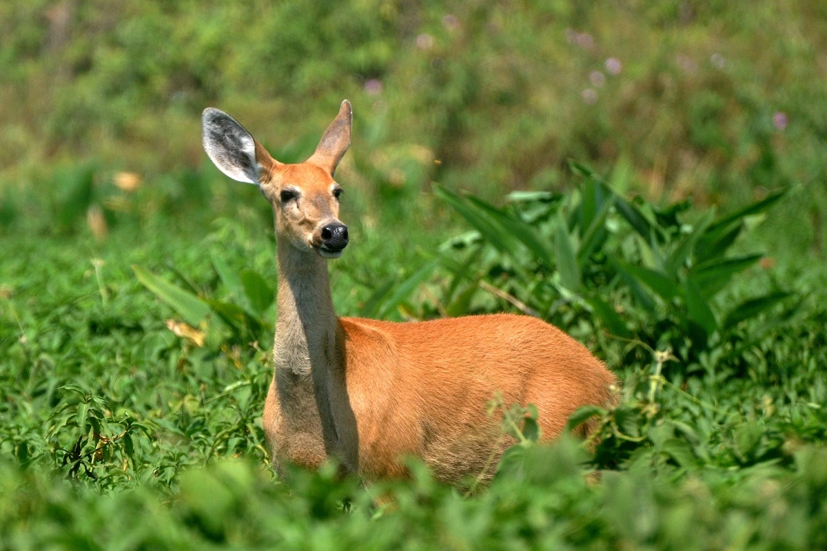 SOS PANTANAL Cervo-do-pantanal: nosso personagem da Disney brasileiro