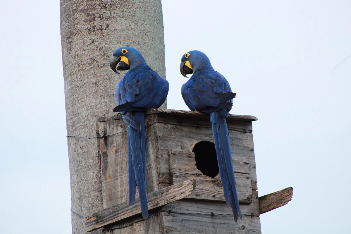 SOS PANTANAL Arara-azul-grande: conheça mais sobre essa espécie icônica do Pantanal