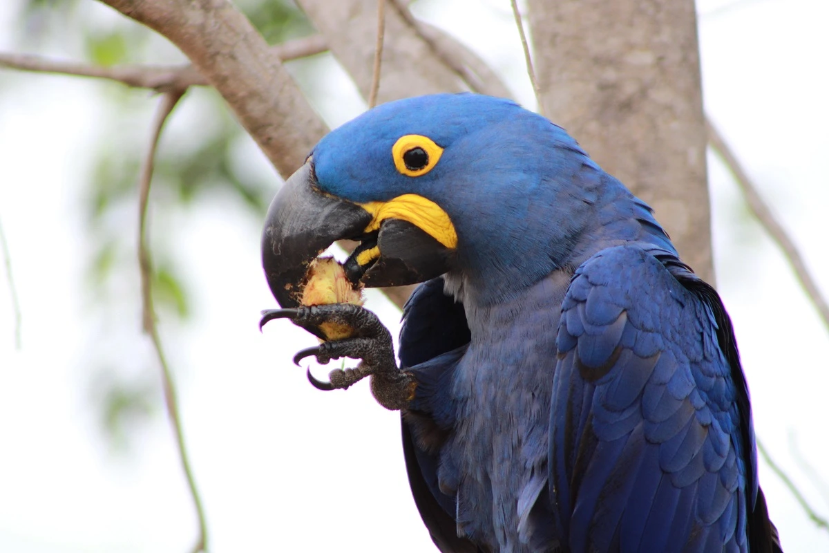 SOS PANTANAL Arara-azul-grande: conheça mais sobre essa espécie icônica do Pantanal