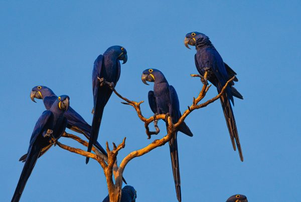 SOS PANTANAL Arara-azul-grande: conheça mais sobre essa espécie icônica do Pantanal
