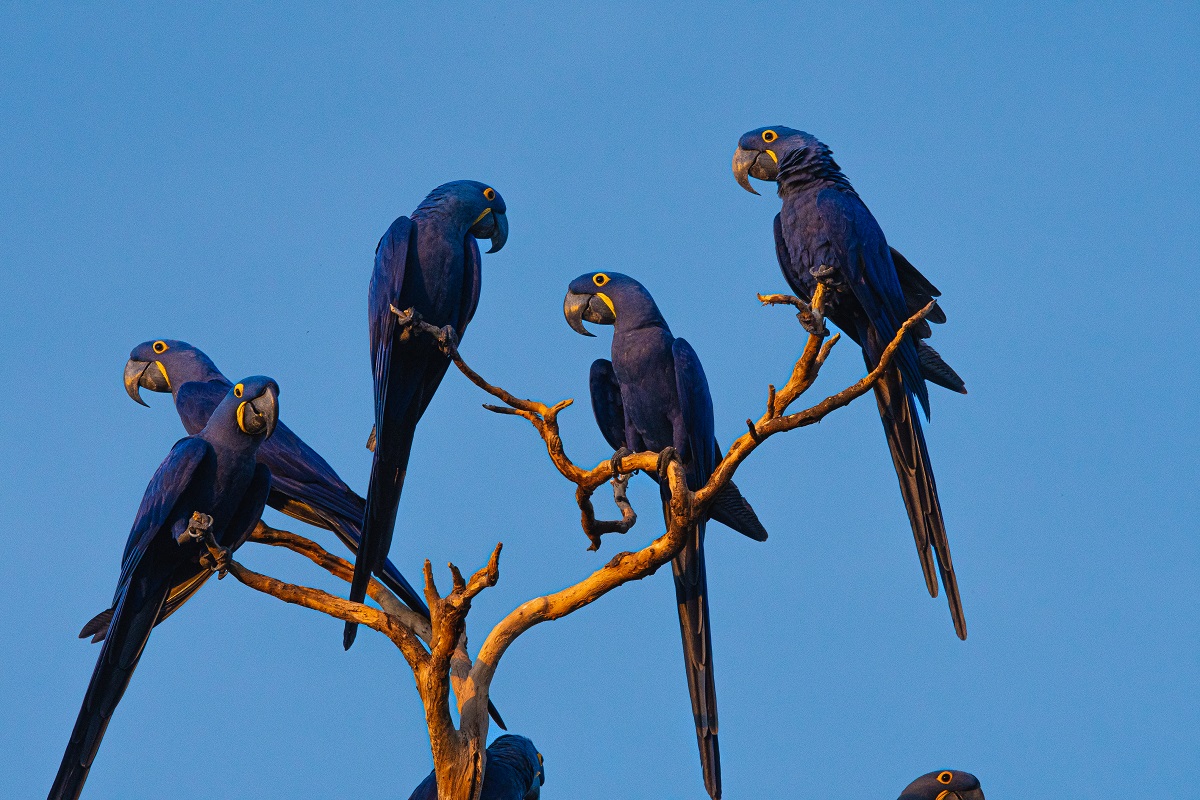 SOS PANTANAL Arara-azul-grande: conheça mais sobre essa espécie icônica do Pantanal