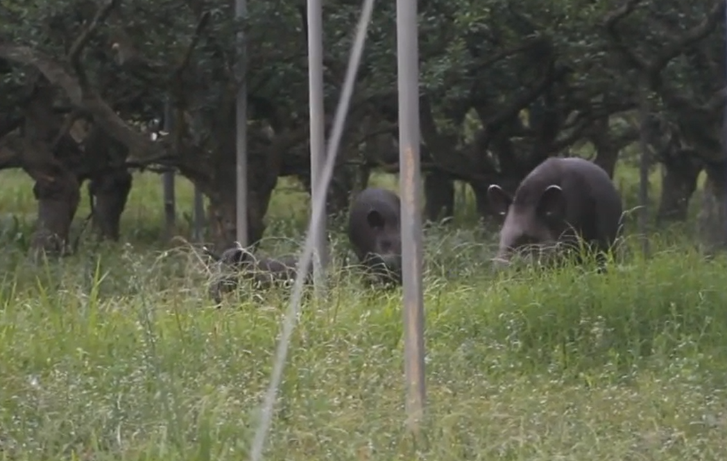 SOS PANTANAL Conheça a jardineira da floresta: a anta!