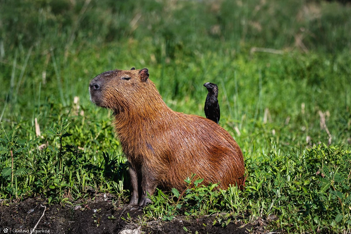 SOS PANTANAL Conheça a capivara, a sensação do momento