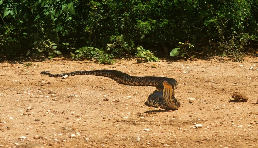 SOS PANTANL Conheça a surucucu-do-pantanal, a "naja brasileira"