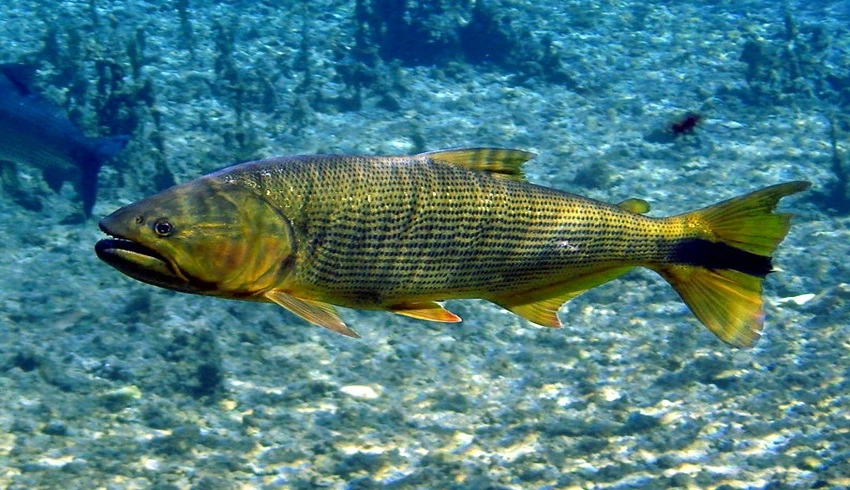 SOS PANTANAL Dourado, o rei do rio