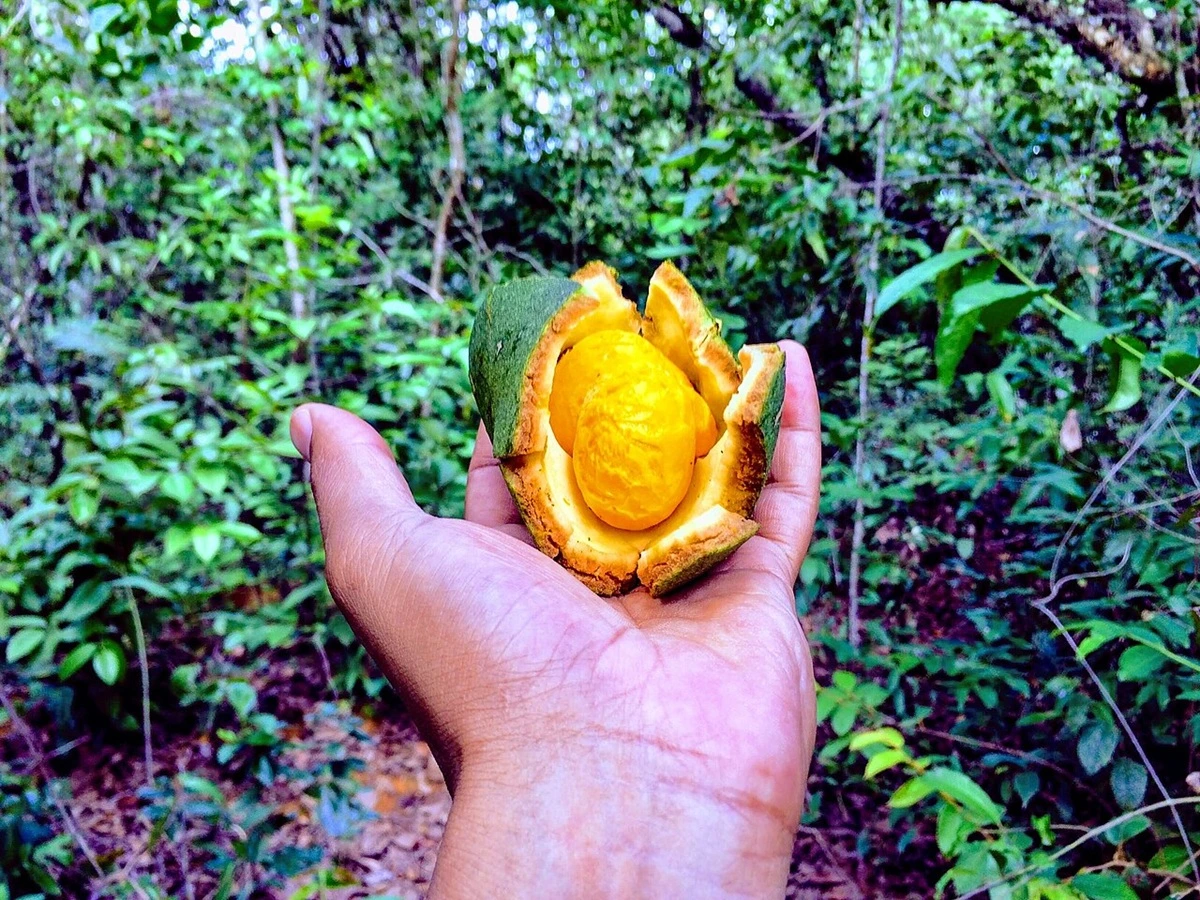 SOS PANTANAL Descubra 10 espécies de frutos comestíveis do Pantanal