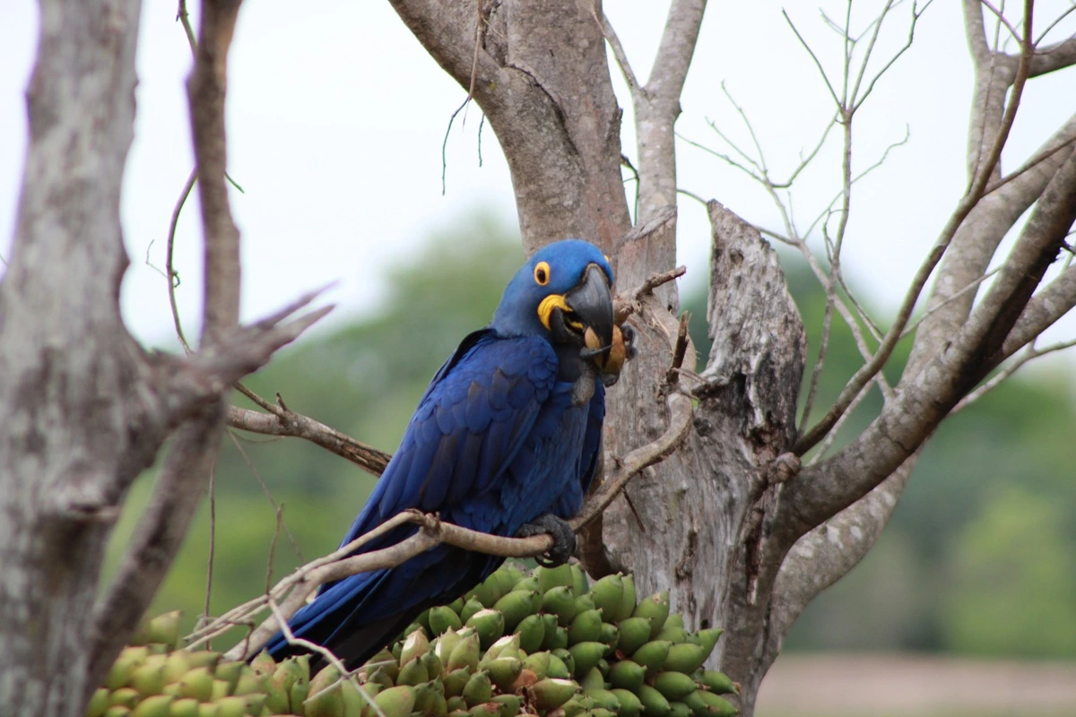SOS PANTANAL Descubra 10 espécies de frutos comestíveis do Pantanal