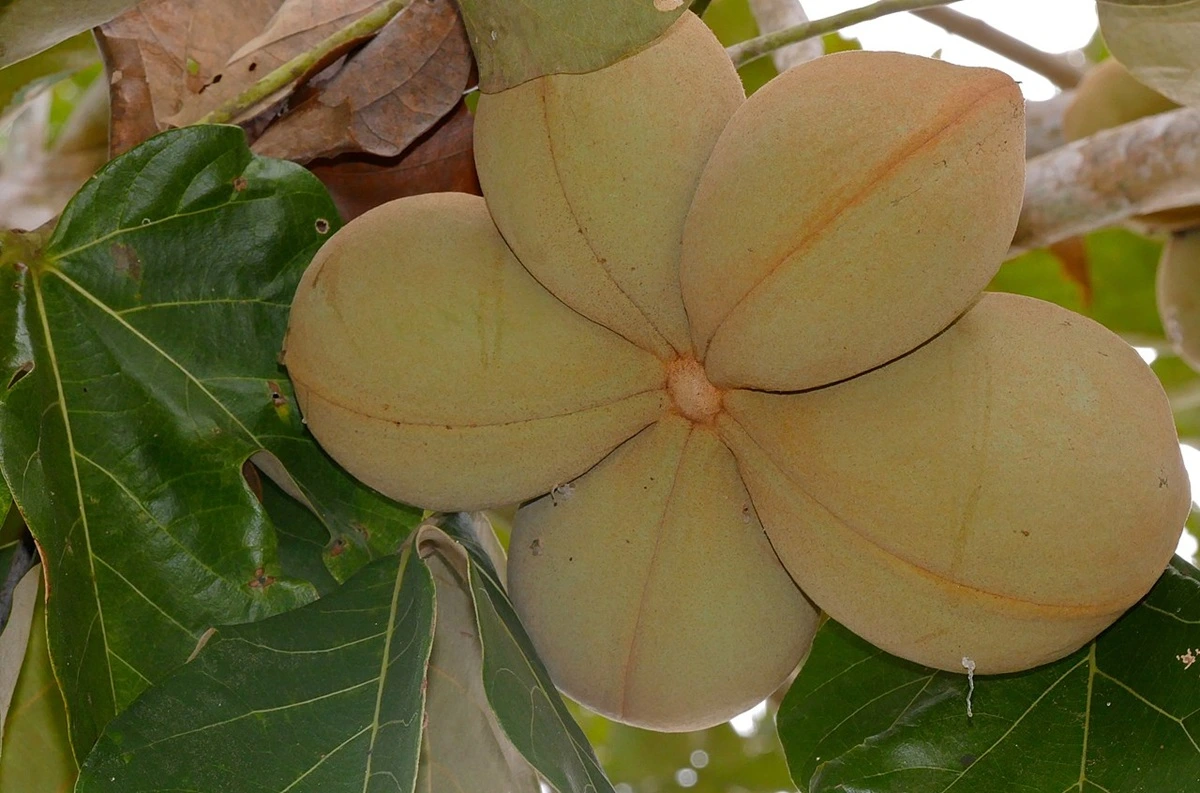 SOS PANTANAL Descubra 10 espécies de frutos comestíveis do Pantanal