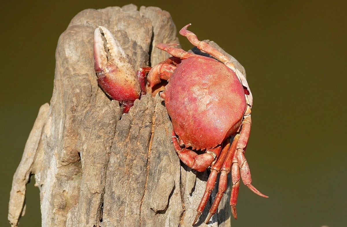 SOS PANTANAL Conheça 5 invertebrados do Pantanal e sua importância