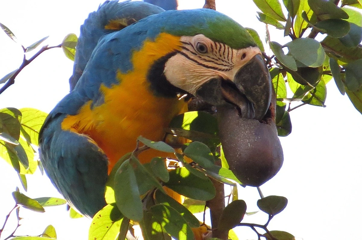 SOS PANTANAL Descubra 10 espécies de frutos comestíveis do Pantanal