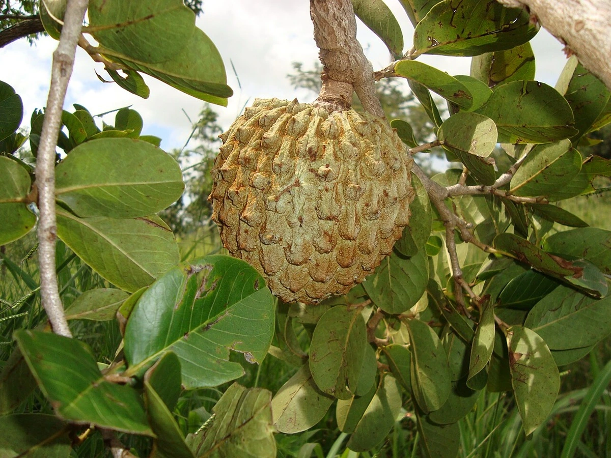 SOS PANTANAL Descubra 10 espécies de frutos comestíveis do Pantanal