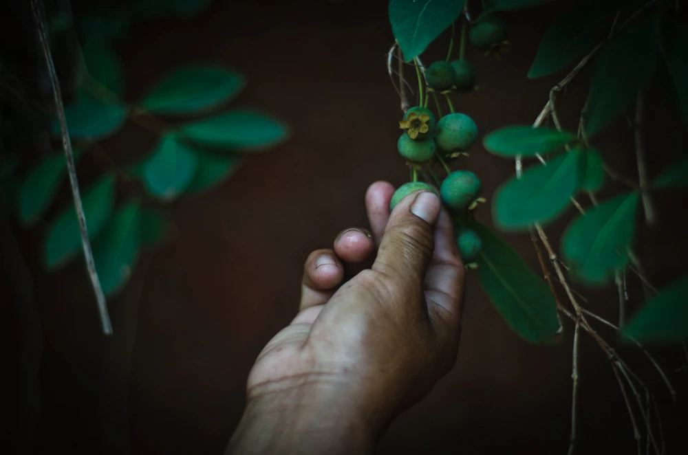 SOS PANTANAL Descubra 10 espécies de frutos comestíveis do Pantanal