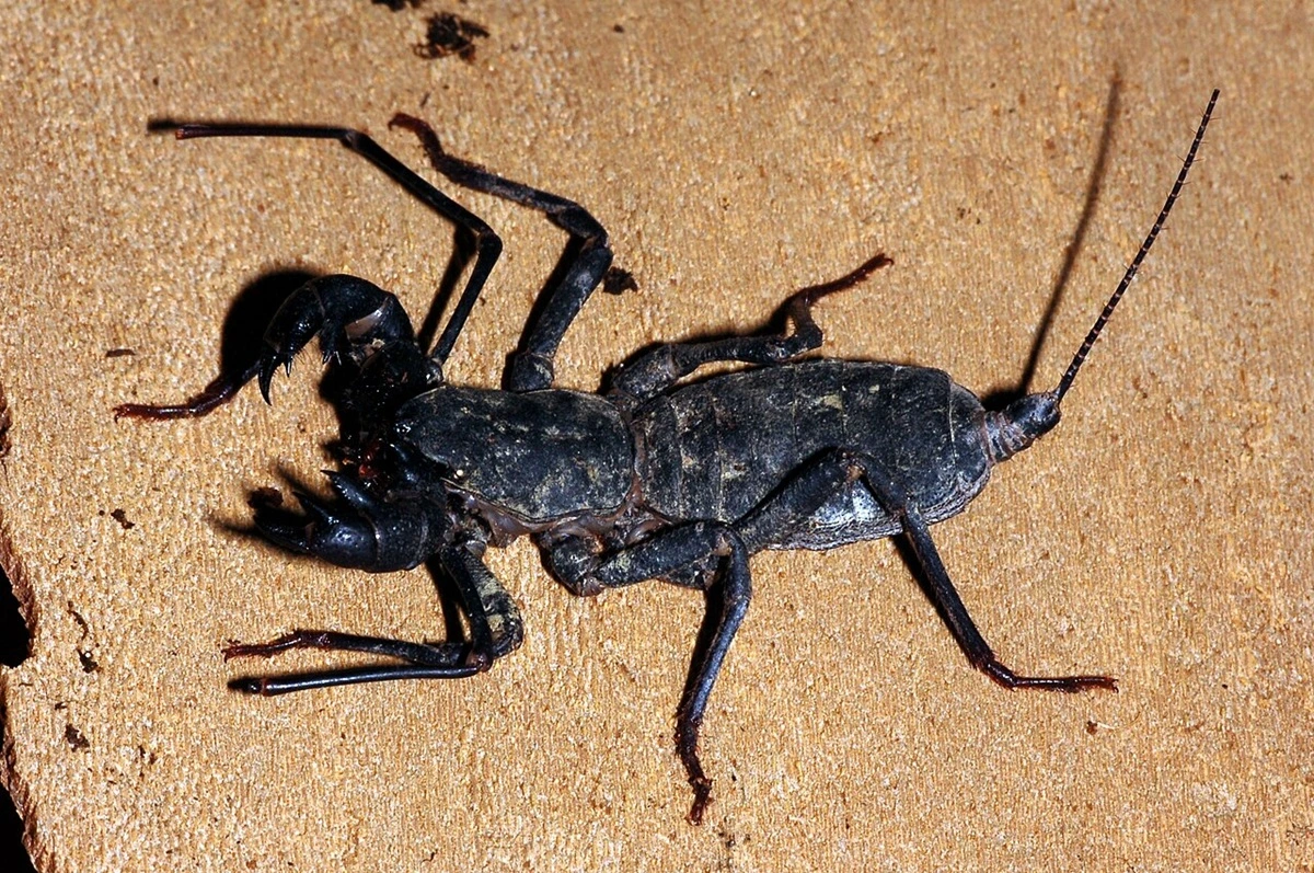 SOS PANTANAL Conheça 5 invertebrados do Pantanal e sua importância