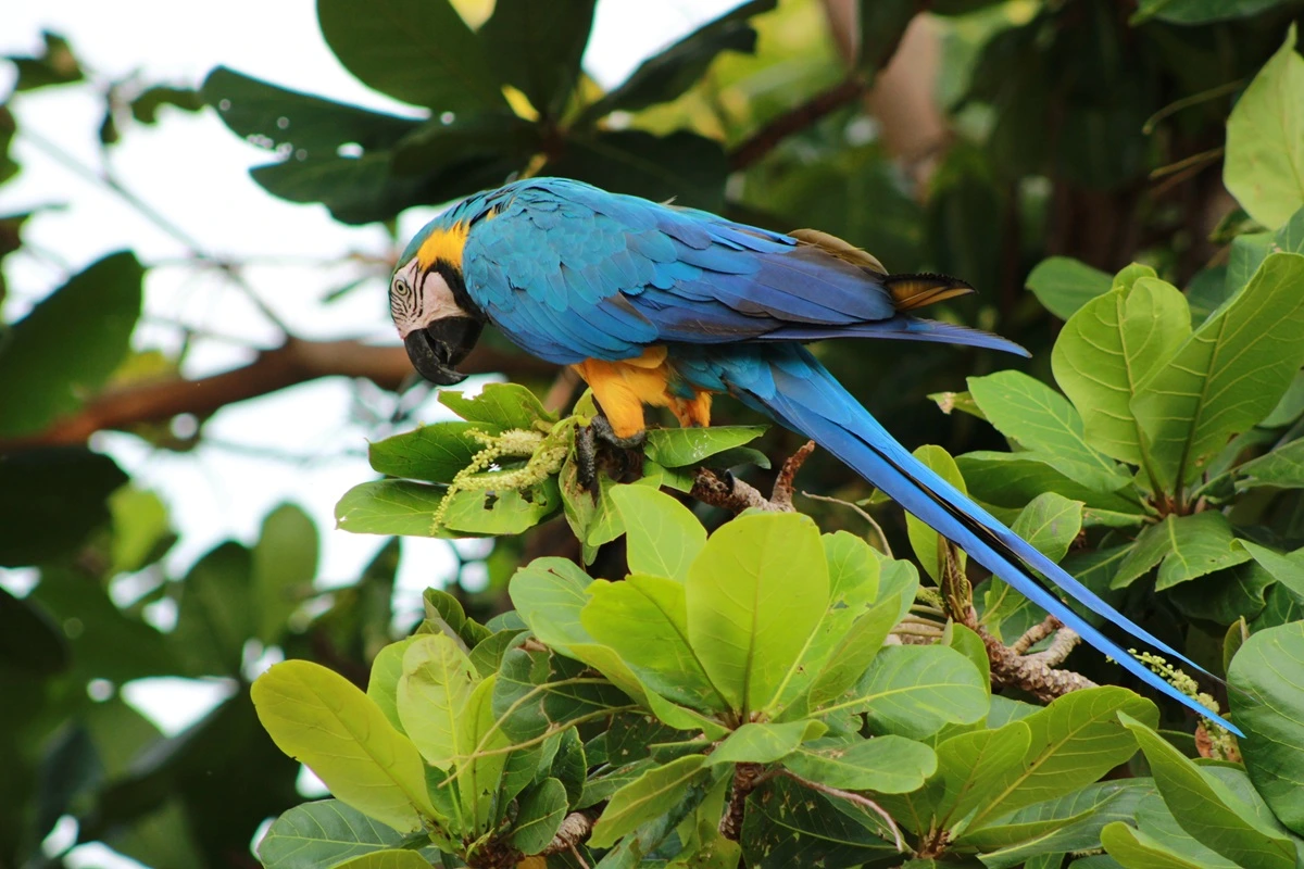 SOS PANTANAL Descubra 10 espécies de frutos comestíveis do Pantanal