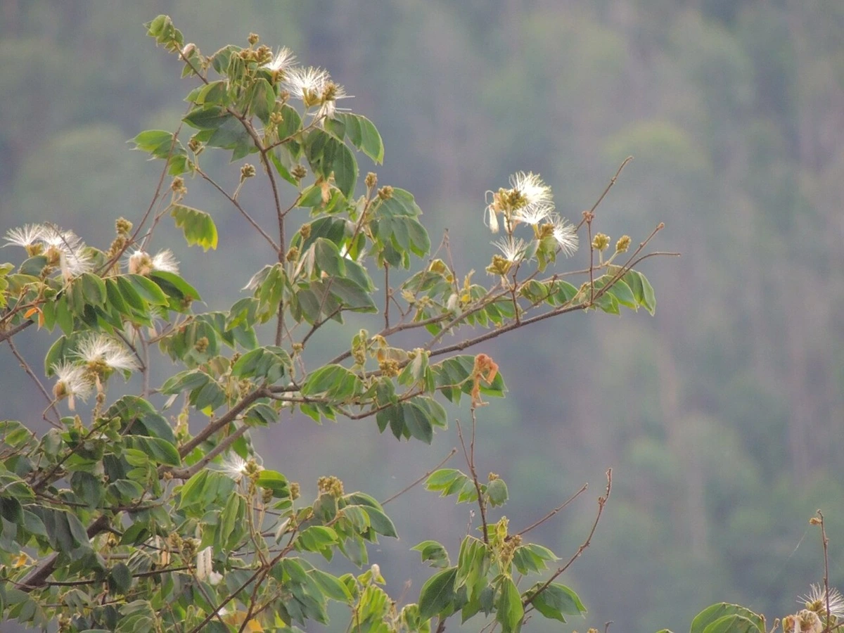 SOS PANTANAL Descubra 10 espécies de frutos comestíveis do Pantanal