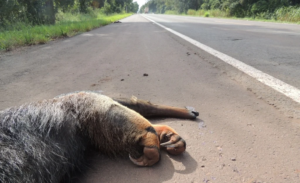 SOS PANTANAL Projeto de lei prevê rodovias seguras para a fauna silvestre