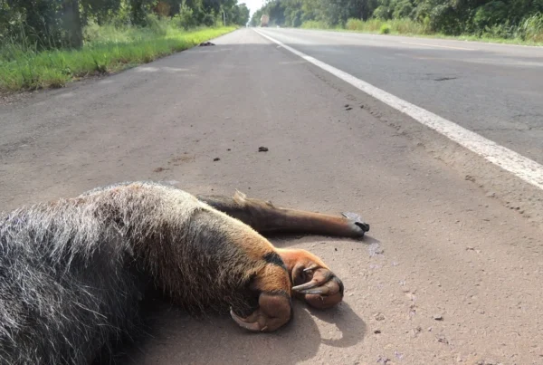 SOS PANTANAL Projeto de lei prevê rodovias seguras para a fauna silvestre
