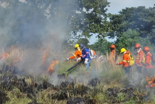 SOS PANTANAL 5 legislações sobre uso do fogo